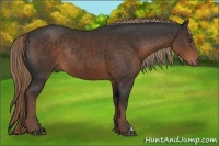 Horse Color:Liver Chestnut Rabicano 