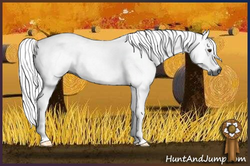 Horse Color:Gray Chestnut 