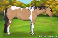Horse Color:Bay Dun Tobiano
