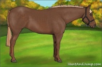 Horse Color:Chestnut 