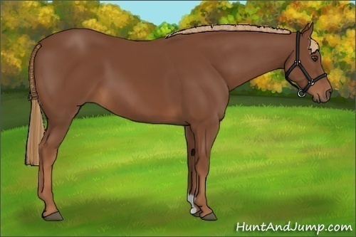 Horse Color:Chestnut 