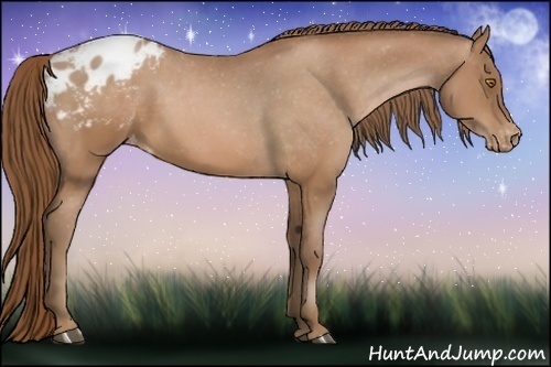 Horse Color:Bay Pearl Appaloosa 