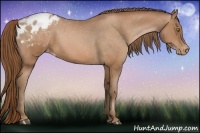Horse Color:Bay Pearl Appaloosa