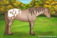 Horse Color:Bay Pearl Appaloosa 