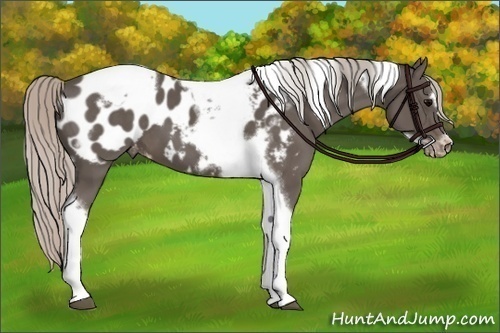 Horse Color:Silver Black Tobiano Frame Appaloosa 
