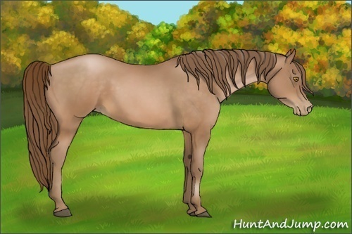 Horse Color:Bay Pearl 