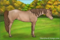 Horse Color:Bay Pearl 