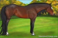 Horse Color:Bay Sabino 