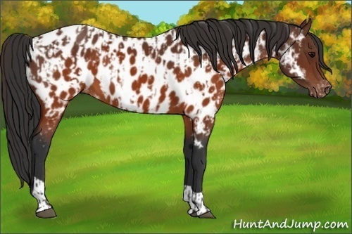 Horse Color:Brown Near Leopard and Brown Near Leopard