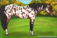Horse Color:Brown Appaloosa  and Brown Appaloosa 