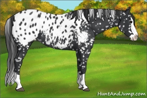 Horse Color:Black Splash Appaloosa 