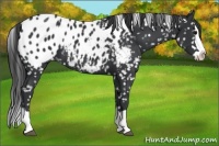Horse Color:Black Splash Appaloosa 