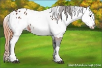 Horse Color:Brown Appaloosa  and Sable Champagne Appaloosa 