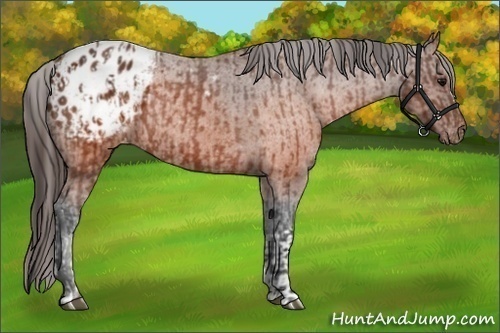 Horse Color:Brown Appaloosa  and Brown Appaloosa Rabicano 