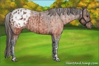 Horse Color:Brown Appaloosa  and Brown Appaloosa Rabicano 