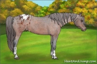 Horse Color:Brown Appaloosa  and Bay Appaloosa 