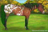 Horse Color:Brown Appaloosa  and Brown Frame Appaloosa 