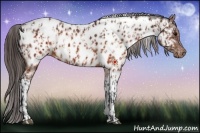 Horse Color:Brown Appaloosa  and Brown Tobiano Appaloosa 