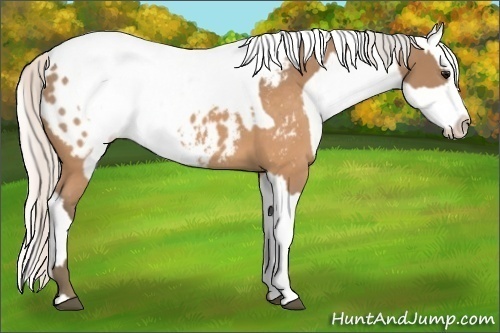 Horse Color:Silver Buckskin Blanket and Silver Buckskin Blanket