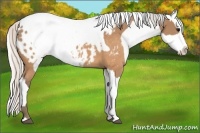 Horse Color:Silver Buckskin Blanket and Silver Buckskin Blanket