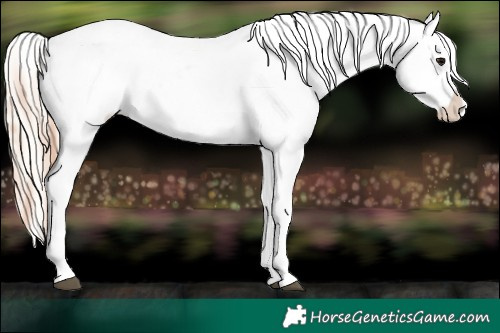 Horse Color:Brown Appaloosa and Silver Brown Appaloosa