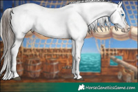 Horse Color:Liver Chestnut Splash Appaloosa  and White Spotted Silver Brown Appaloosa 