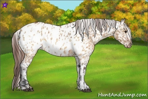 Horse Color:Brown Dun Appaloosa  and Brown Dun Appaloosa 