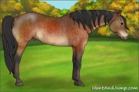 Horse Color:Brown  and Brown 