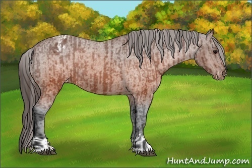 Horse Color:Brown Appaloosa  and Brown Appaloosa 