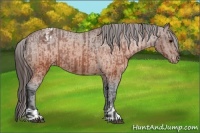 Horse Color:Brown Appaloosa  and Brown Appaloosa 