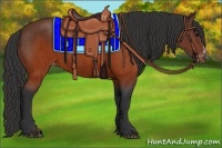 Horse Color:Brown Appaloosa and Brown Appaloosa