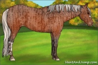 Horse Color:Brown Appaloosa  and Silver Brown Appaloosa 