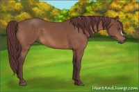 Horse Color:Chocolate Buckskin 