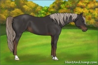 Horse Color:Liver Chestnut 