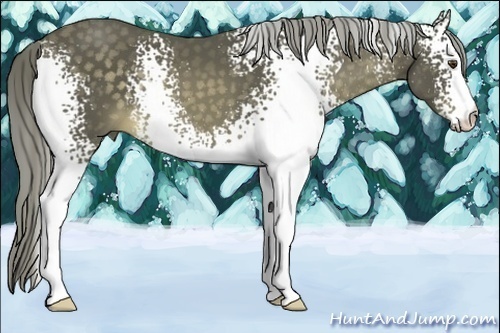 Horse Color:White Spotted Chocolate Palomino