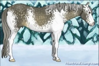 Horse Color:White Spotted Chocolate Palomino
