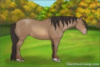 Horse Color:Sable Champagne