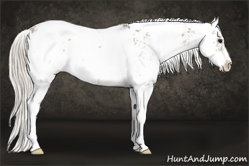 Horse Color:Silver Smoky Grullo Ice Sabino 
