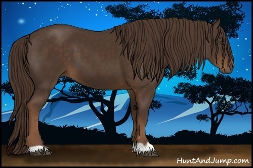 Horse Color:Liver Chestnut 