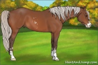 Horse Color:Silver Bay Sabino