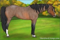 Horse Color:Bay Roan Sabino 