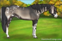 Horse Color:Blue Onyx Sabino