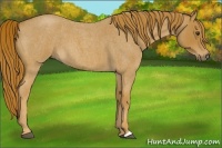 Horse Color:Red Roan 