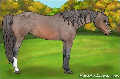 Horse Color:Bay Appaloosa 