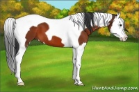 Horse Color:Bay Splash Tobiano