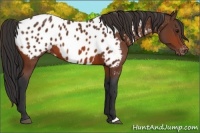 Horse Color:Bay Appaloosa 