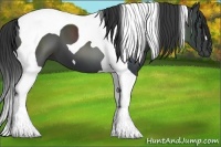 Horse Color:Smoky Black Tobiano 