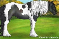 Horse Color:Black Tobiano 