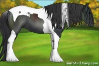 Horse Color:Black Tobiano 