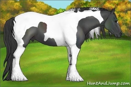 Horse Color:Smoky Black Tobiano 